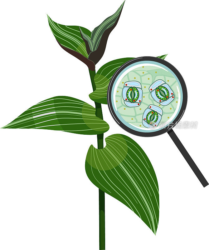 带气孔复合体的植物叶片的上皮，在放大镜下分离在白色背景上。流浪犹太植物(Tradescantia fluminensis)